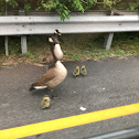 Canada Geese