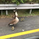 Canada Geese