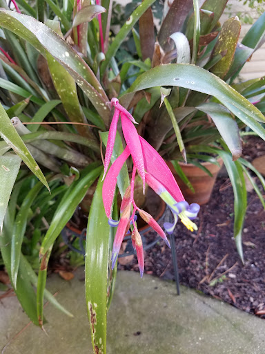 Queens Tears bromeliad.