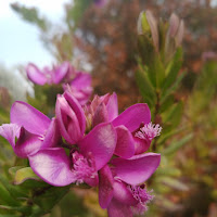 Fiore tropicale di 