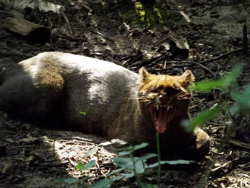 Jaguarondi, Spaycific'zoo - Tous droits réservés