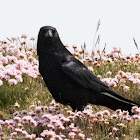 Carrion Crow