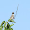 Streaky-headed Seedeater