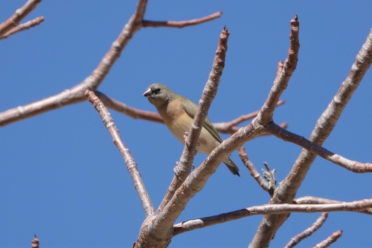 Gouldian Finch (Juvenile)