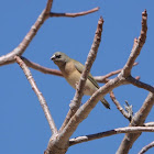 Gouldian Finch (Juvenile)