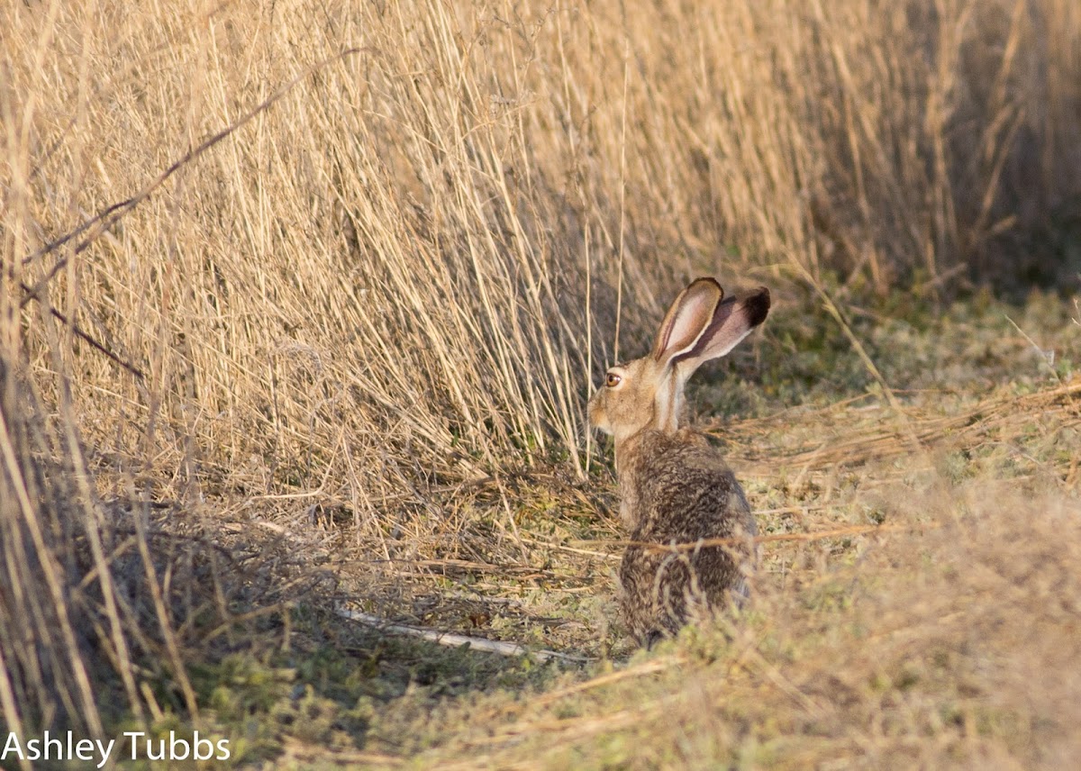 Black-tailed Jackrabbit