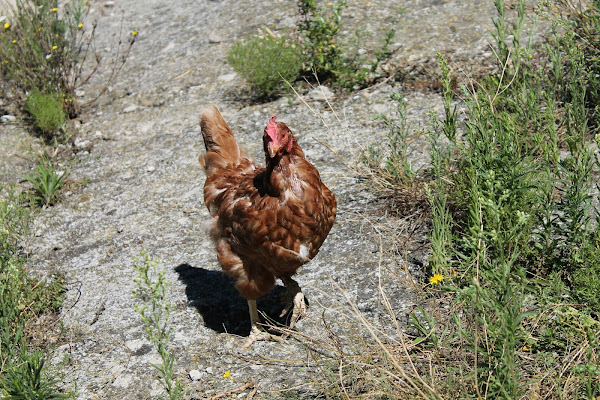 Gli animali di Roberta Marzullo