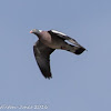 Woodpigeon; Paloma Torcaz