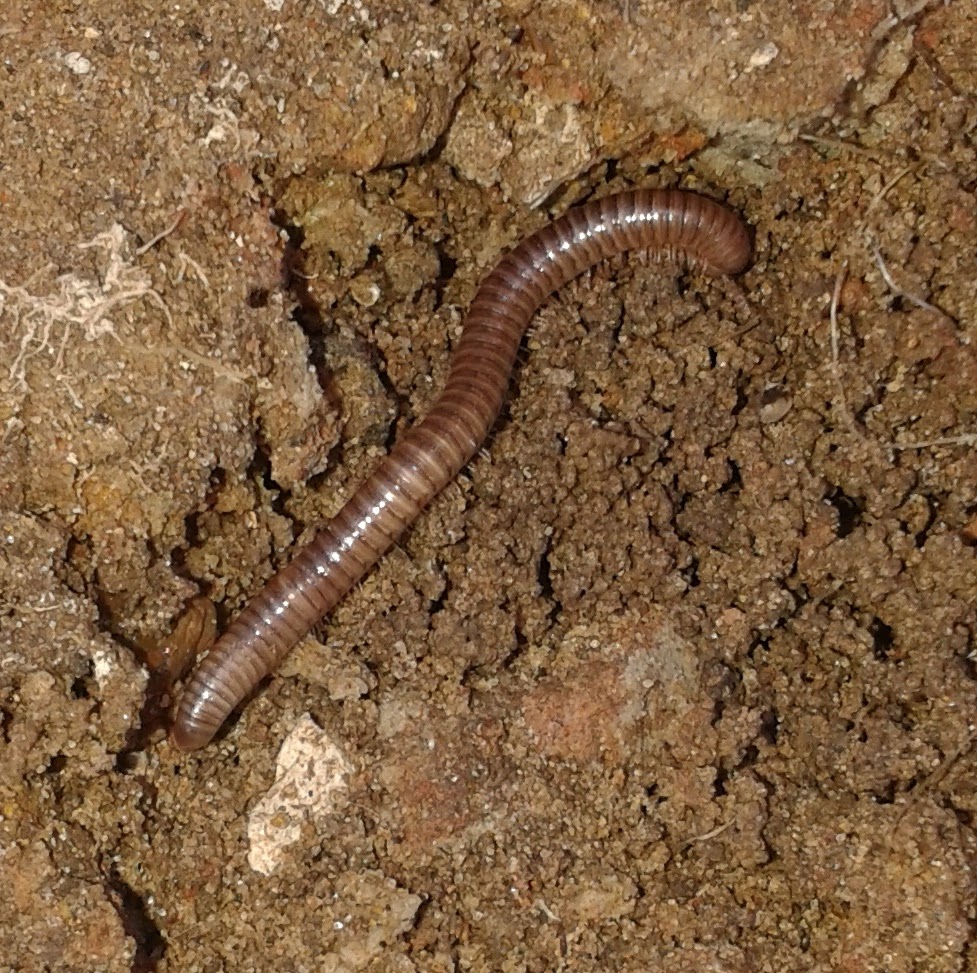 Millipedes