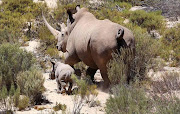 The white rhino calf at a private game reserve. File photo.