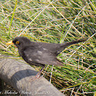 Blackbird; Mirlo Común