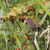 Song Sparrow