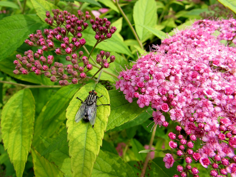 Mosca fra fiori e foglie di Giorgio Lucca