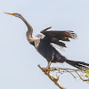 Oriental Darter