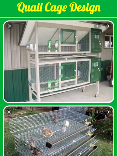 Quail Cage Design