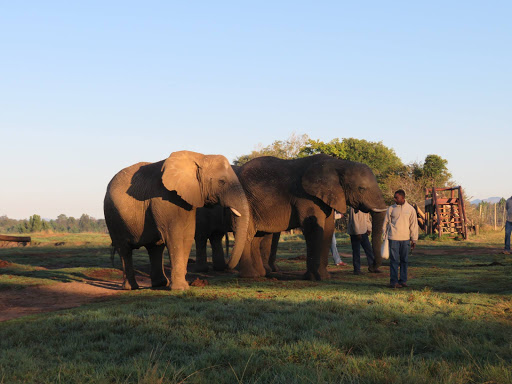 Elephants Rescue & Refuge South Africa 2017