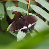 Male Common Mormon