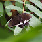 Male Common Mormon