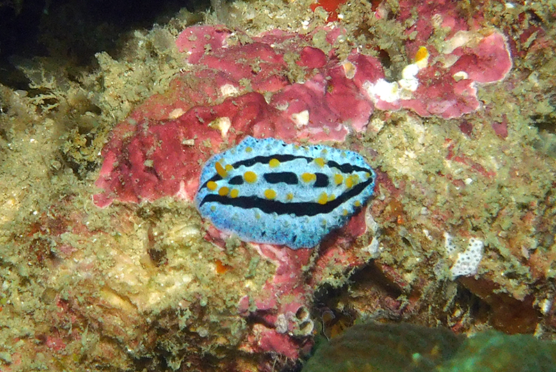 Phyllidia coelestis