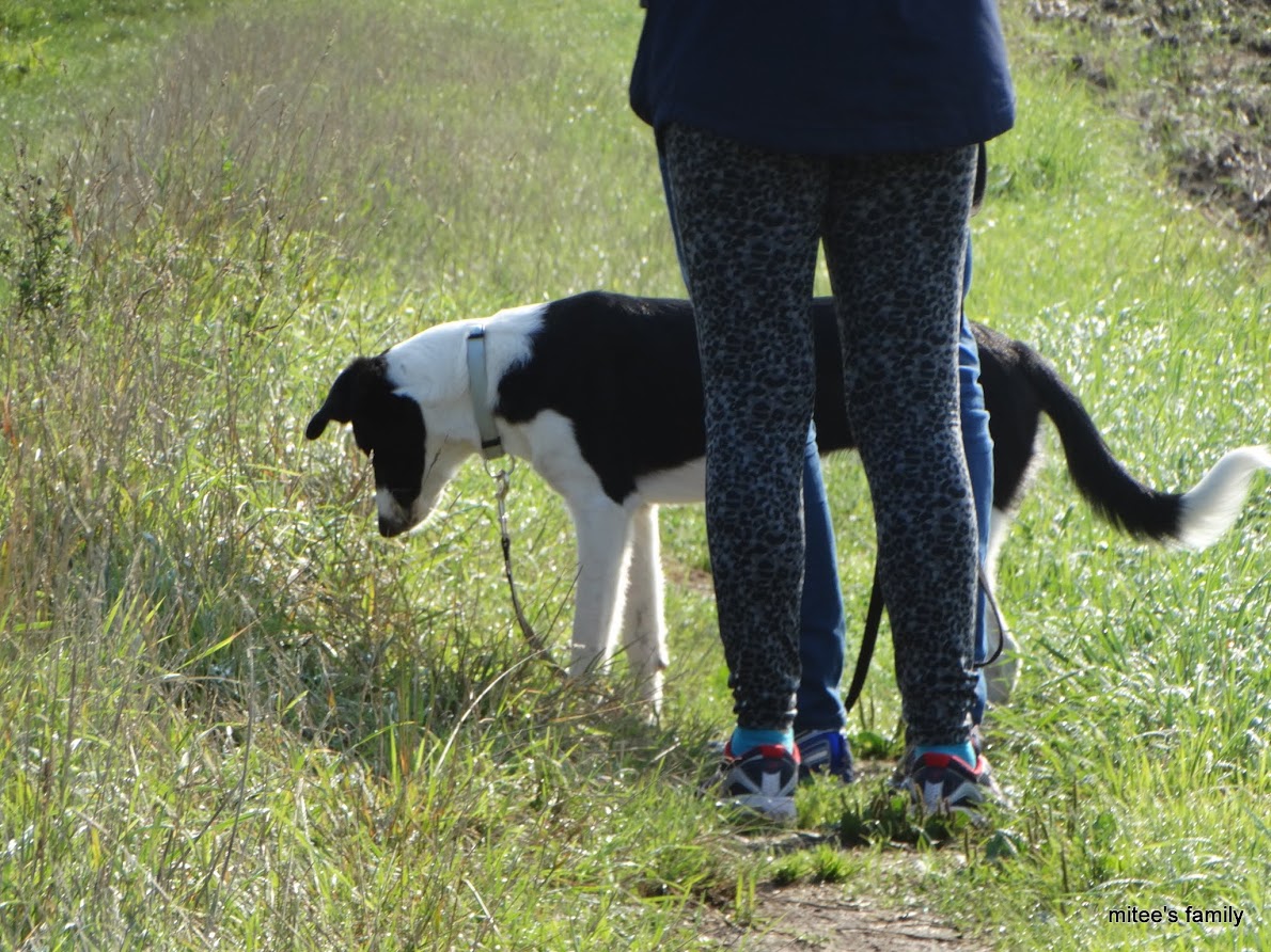  - Neva, jeune border collie ADOPTÉE   - Page 2 LXx69Zuvp1pyhhH-OLaBft0zaJJDT7TbXt16kuKgmrNM_PcZyAq-pAXAn0x9iDwmmu4Uho-VFoeQu5BJfGxIIlY3aHWBUBKz7Nr6t3V-llwTFFMLHOPE6auapTgrmOK4EXR9hRM2cy8tCDzEm1M9Lq9YOObuAe5s0UdNhQ-Mz-Cy3d_wBu3dzcNZOslY91yx4jWMjB7aLidELMcFWHxTde87Aa4-DAx2k_NMcpVsj_tzGbLBRtteKUQENMBWM0NfzNSaUbv5s7YfaeMBHWm2_CDLvGk0qmJkcEqmKn8HI_fQWLU34TXibVfNiV_QZn8mTofl391POzM8loFjkcdnG3_hNOhvwitIop0YjxaL_5QXYPwOKOBlQiTQzLUANqqTM8Uw9qZJweSDsOcrH_4q8bxW7lAFLTUeUPaLtXi2FPsPlGiCJFVAjamChbKEN1FmpQmDhBNWpglY1Xo0XpIj93YAANCrjKdVWTg_WgnkKb2a4uvqVA17Ln7lQ7IfCp4t0oNU1jqZINXKmjHxV2z3Z2M22l38K9cS2DlU7xSwT6I7rxHntlr_mxhvnUIGRCIvaf6XauEukvGIkrt1FZimAp1CFgDHHZ3mA19L7wpAmdE=w1190-h892-no?pageId=102314735241138359955