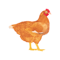 Icon My Poultry Manager - Farm app