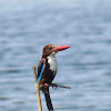 White-throated Kingfisher