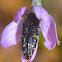 Buprestid Beetle