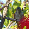 Allens Hummingbird