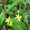 Trout Lilies