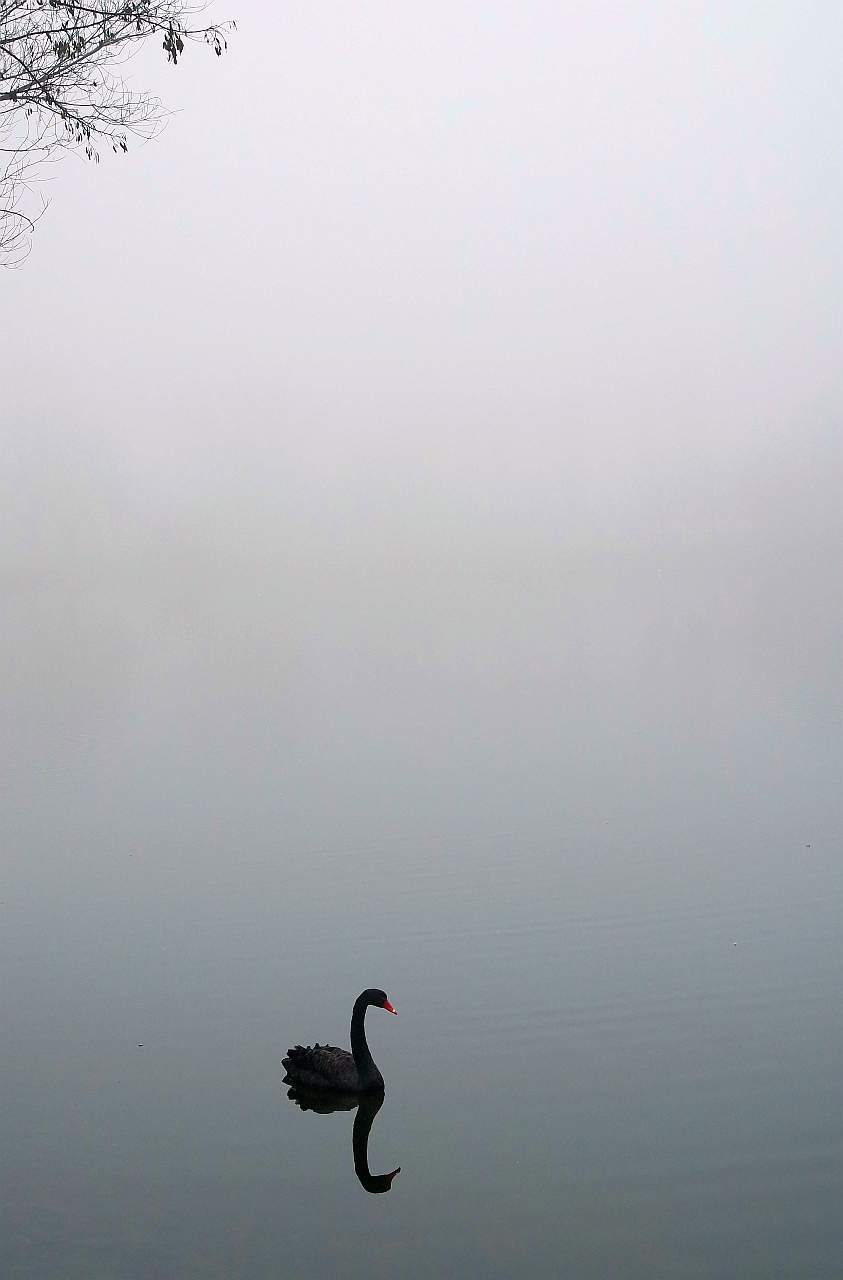 black swan di Paolo Zanoni
