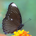 MALAYAN EGGFLY form anomala