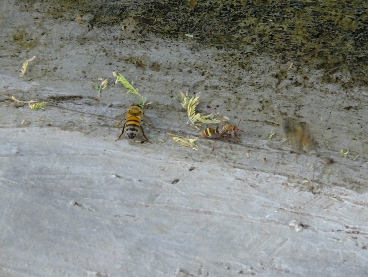 Paper wasp