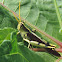 Obscure Bird Grasshopper