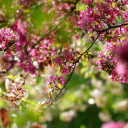 Bougainvillea flowers bloom