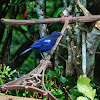 Malabar Whistling Thrush