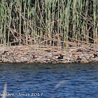 Red-crested Pochard; Pato Colorado