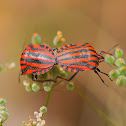 Italian Striped Bug