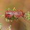 Italian Striped Bug