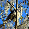 Red-tailed Hawk