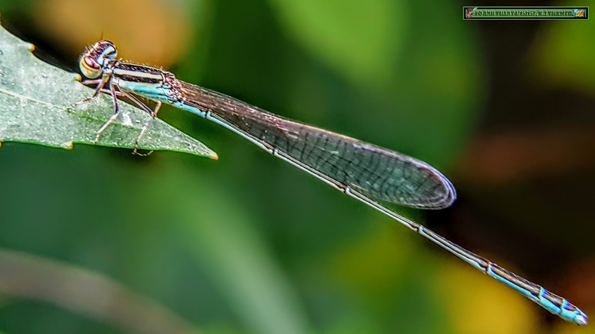 Azure damselfly, Azure Bluet.