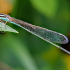 Azure damselfly, Azure Bluet.