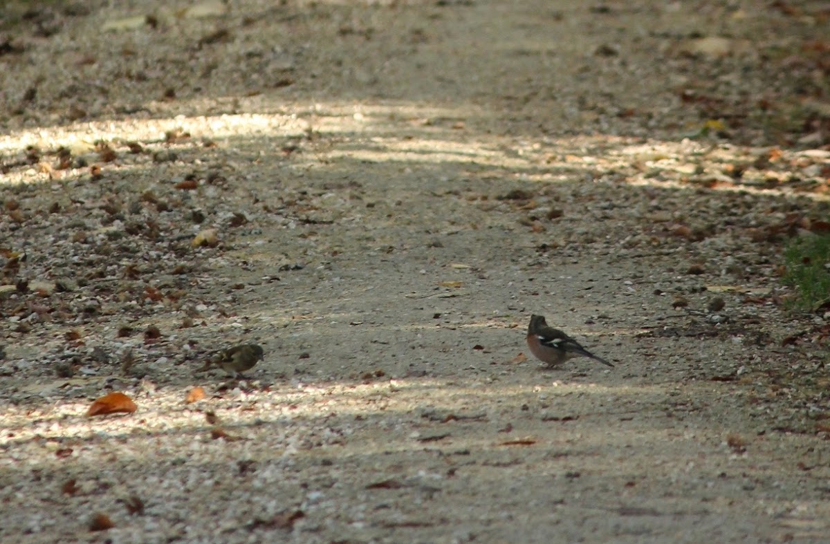 Common chaffinch