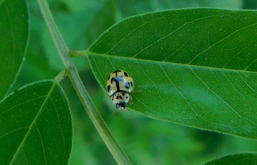 Fourteen-spotted Lady Bug