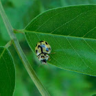 Fourteen-spotted Lady Bug