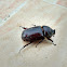 Coconut Rhinoceros Beetle