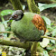 Crested Wood Partridge