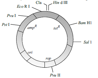 Tools of Recombinant DNA Technology