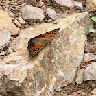 Tawny Emperor