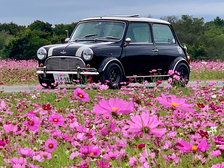 ミニクーパー1.3の明日はJAPAN MINI DAY２０２４😆・浜名湖渚園・ローバーミニジョンクーパー・コスモス畑と愛車・明日、晴れますように😊🙏🏻に関するカスタム事例の投稿画像1枚目