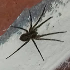 Araña